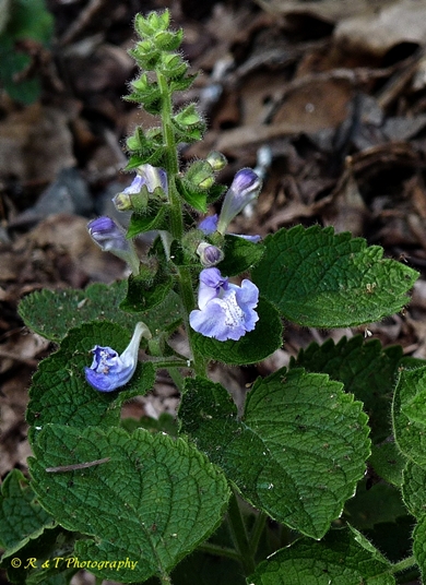 {Scutellaria ovata ssp. bracteata}